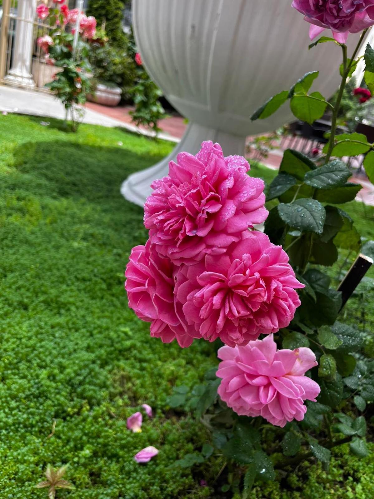 Rose Garden Omax Apartments Pantai Sunny Bagian luar foto